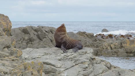 un gran lobo marino sentado en una roca y rascándose