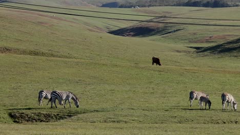 Zeebras-Grasen-Auf-Dem-Feld-Abseits-Der-Autobahn-In-Der-Nähe-Von-Heartest-Castle