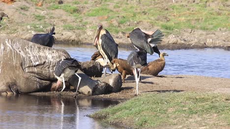 Marabou-Storks-and-African-Cape-Vultures-feed-at-an-elephant-carcass