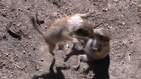 Dos-Perros-De-La-Pradera-De-Cola-Negra-Jugando-En-El-Suelo