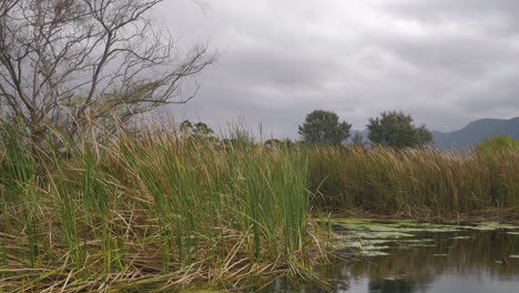 Schilf-Am-Bauernhofdamm-Schwankt-Im-Wind,-Bewölktes-Wetter,-Statische-Aufnahme