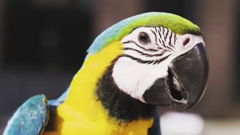 portrait of a colorful blue-and-gold macaw - ara ararauna perched on a branch with blurry background