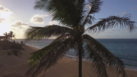 Revolving-shot-of-palm-tree-with-coconuts-next-to-the-ocean