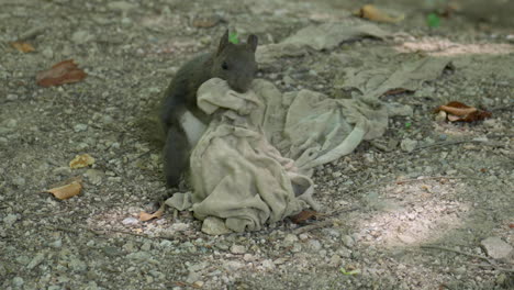 eurasian red squirrel holding long piece of dirty fabric or a rag in its paws and mouth and trying to pull it out of soil