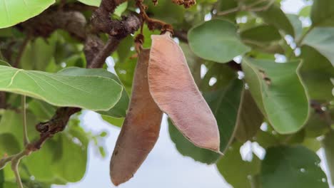 camera circling around fruit of butea monosperma, it's orange in color and surface of the fruit and covered in fine hairs