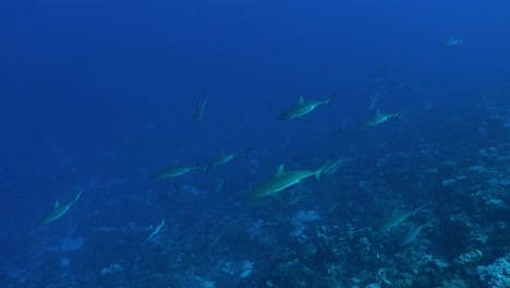 grupo de muchos tiburones de arrecife gris nadando a lo largo del arrecife de coral en la polinesia francesa