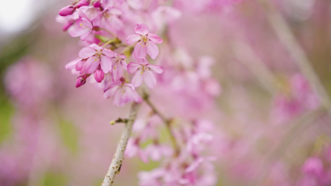 hermosas flores de cerezo rosadas