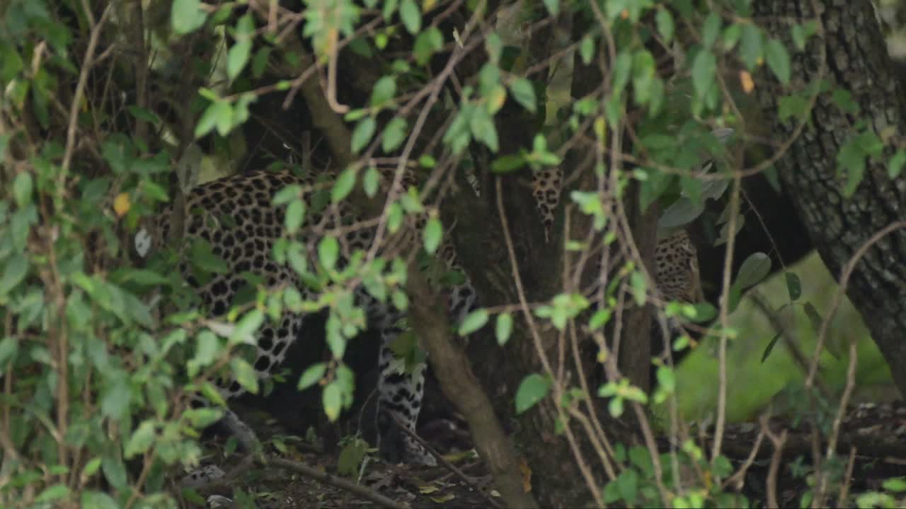 disparo en cámara lenta de un leopardo caminando a través de una espesa vegetación camuflado en el desierto de hierba alta de masai mara north conservancy, vida silvestre africana en peligro de extinción, protección de animales raros de safari