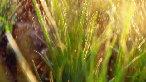dewy grass in the sunlight