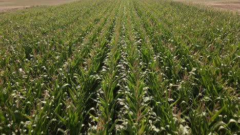 Long-rows-of-a-cornfield-surrounded-by-dried-out-acres-in-midday-sunlight