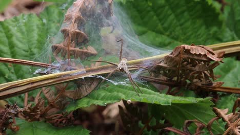 Eine-Jagdspinne,-Pisaura-Mirabilis,-Steht-Wache-In-Der-Nähe-Ihres-Kindertagesstättennetzes