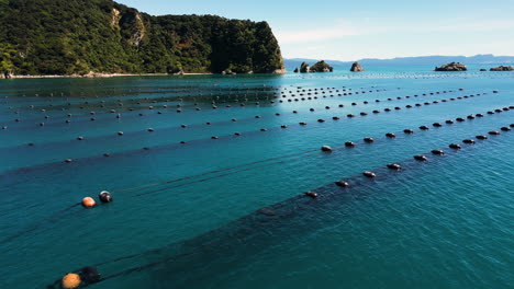 clam breeding farms filmed on a sunny day near the rocks and cliffs in new zealand