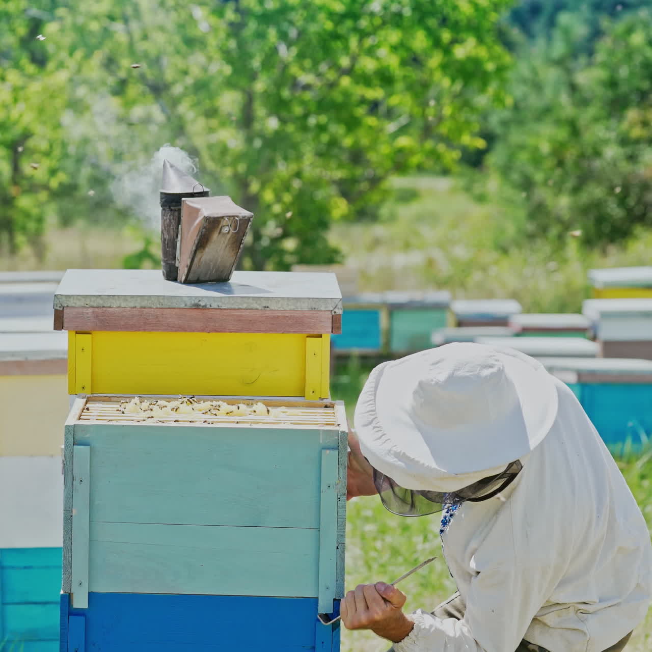 Beekeeper is working with bees and beehives on the apiary. Frames of a bee hive. Apiary concept