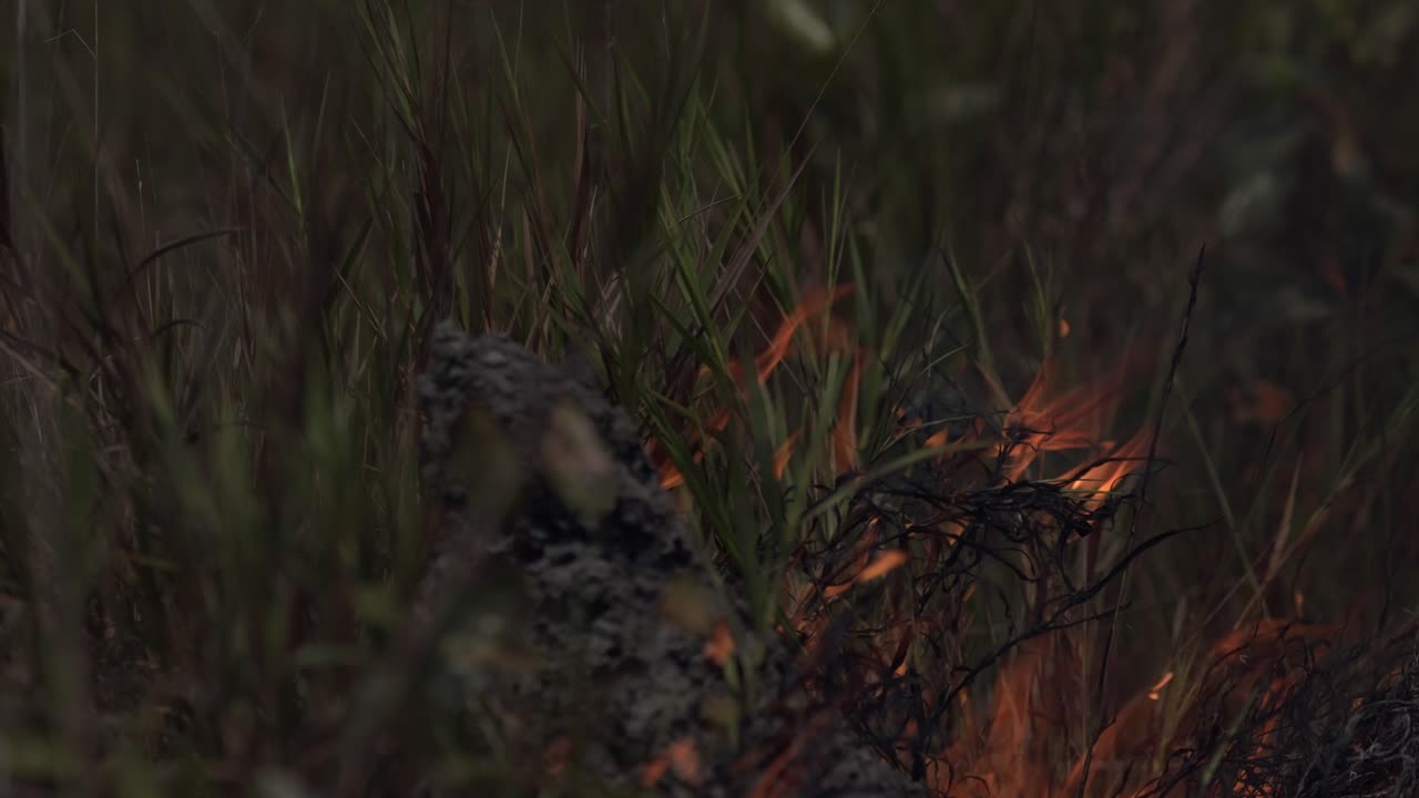 삼림 벌채로 인한 가뭄으로 아마존 열대우림에 산불 발생