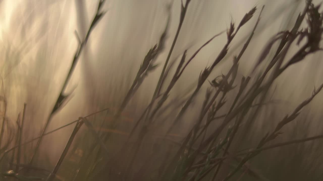 Walking in some very tall grass from Texas
