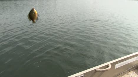 pulling in fish while on a boat - high angle shot