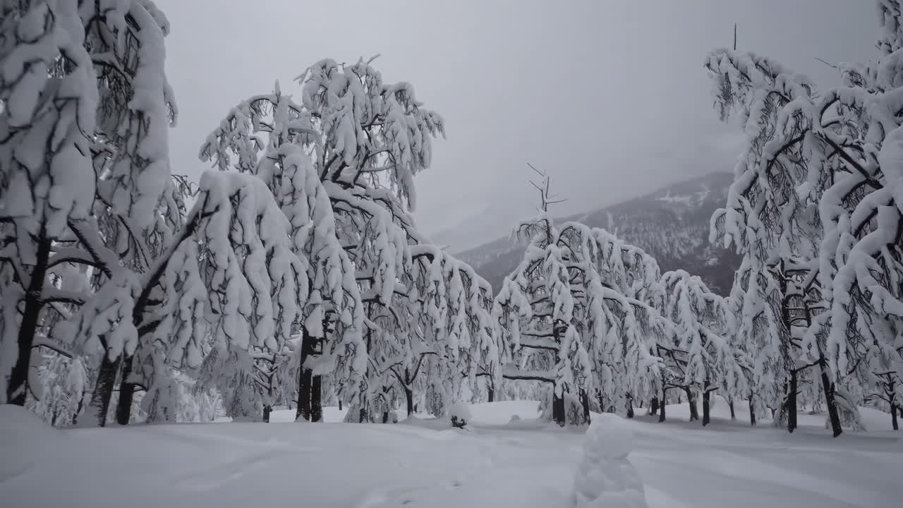 A serene winter forest scene captured in a wide-angle shot, showcasing snow-laden trees under a gray