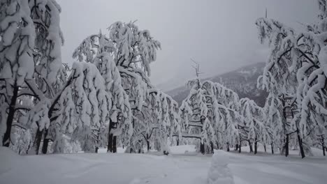 a serene winter forest scene captured in a wide-angle shot, showcasing snow-laden trees under a gray