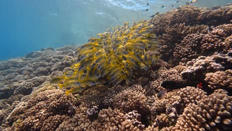 school of yellow snapper in clear water on a tropical coral reef in french polynesia, in the pacific ocean shot against the surface - slow motion