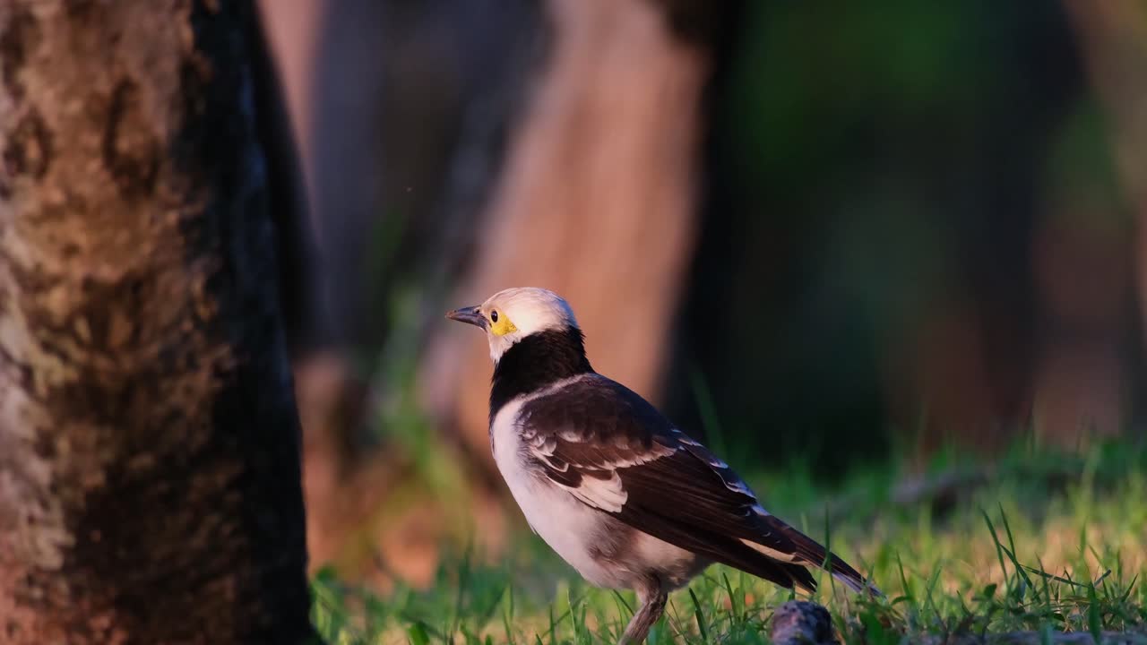 La telecamera si inclina verso il basso rivelando questo uccello a terra mentre vola via, Storno dal collare nero Gracupica nigricollis, Thailandia.