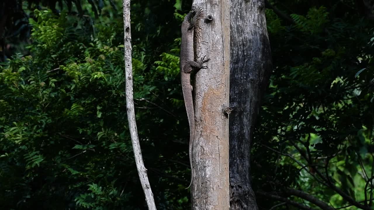 el lagarto monitor nublado se encuentra en tailandia y otros países de asia