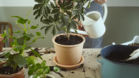 anonymous female gardener putting potted plant on plate