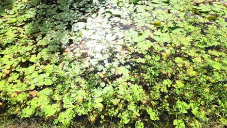 las hojas de loto se desplazan suavemente por la superficie del agua.