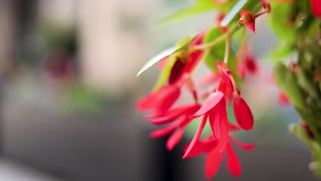 red begonia flowers in cardiff, wales