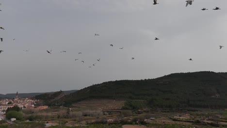 Aerial-drone-view,-slowmotion-of-a-herd-of-white-Herons,-medium-distance-shot-from-bellow-and-tracking-birds