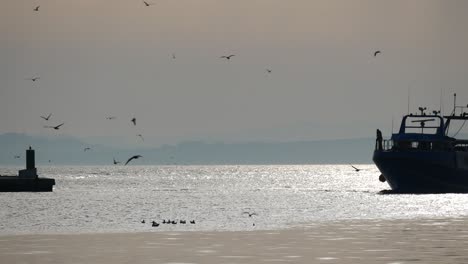 un barco llega al puerto al atardecer con el cielo lleno de gaviotas buscando comida
