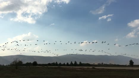 bird migration-hula palestine