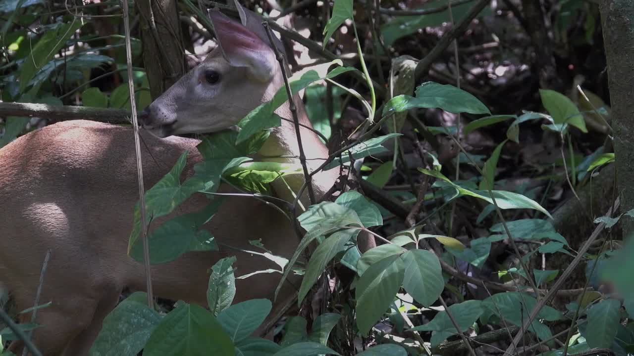 un ciervo se alimenta de hojas en la selva tropical de costa rica 1