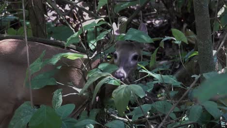 Un-Ciervo-Se-Alimenta-De-Hojas-En-La-Selva-De-Costa-Rica-1