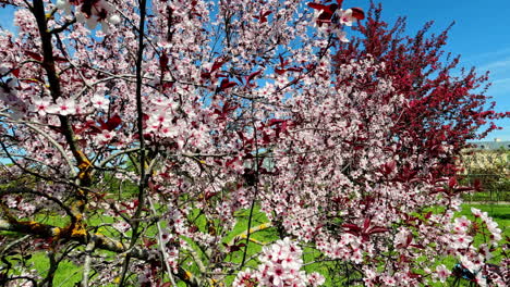 colorful pink cherry tree blossoms on a spring day