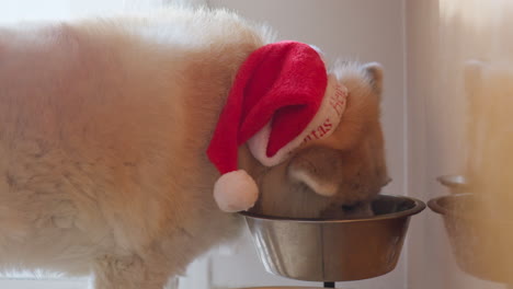 Perro-Akita-Inu-Con-Un-Gorro-Navideño-De-Papá-Noel,-Deleitando-Galletas-De-Jengibre-Con-Suaves-Orejas-Peludas