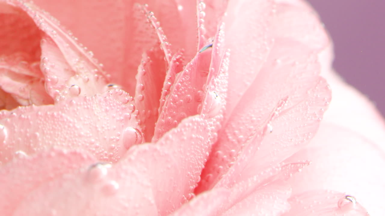 Close-up of Pink Rose Petals with Water Droplets and Bubbles