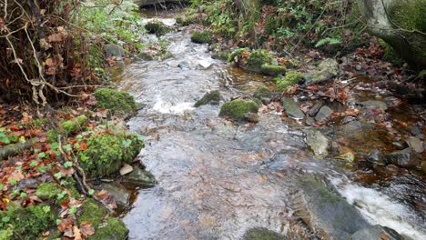 Old-rural-copper-mine-flowing-river-creek-through-damp-woodland-forest-wilderness