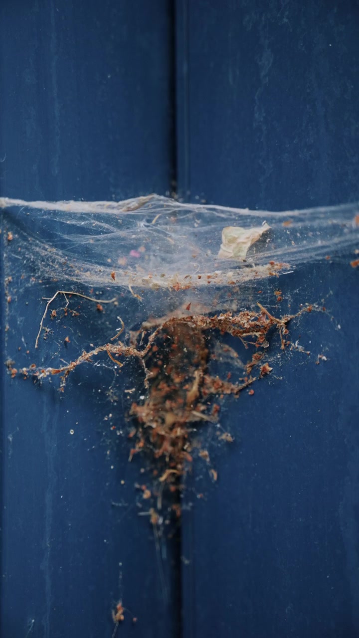 Primer plano de una telaraña polvorienta y escombros sobre una superficie metálica azul o pintada cerca de un cristal.
