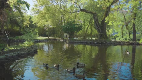 Lake-park-with-ducks