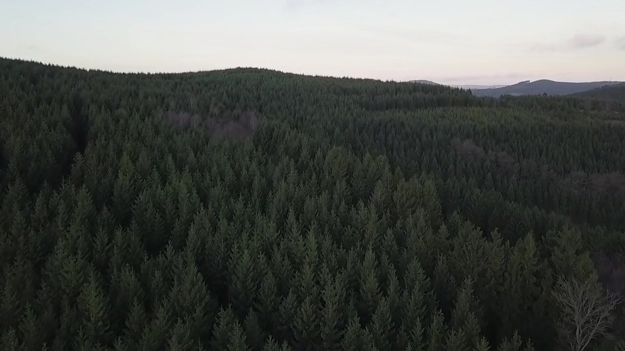 Vista aerea di una fitta foresta di conifere