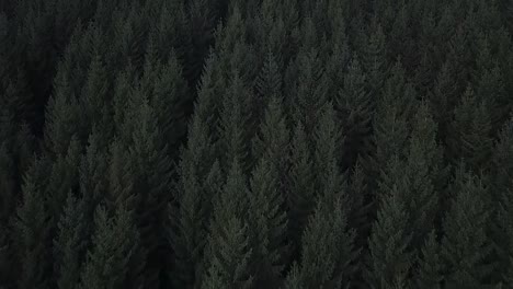 vista aérea de un denso bosque de coníferas