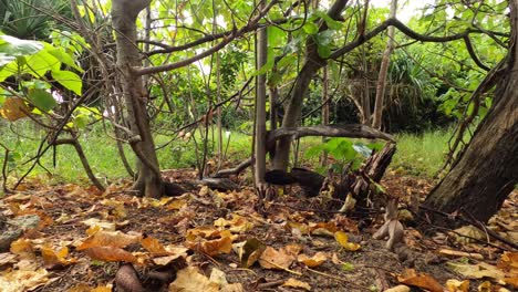 A-bush-turkey-rummages-and-kicks-wet-leaves-in-a-tropical-bushland