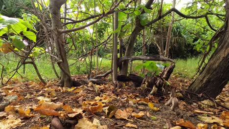 un pavo de arbusto hurga y patea hojas mojadas en un matorral tropical