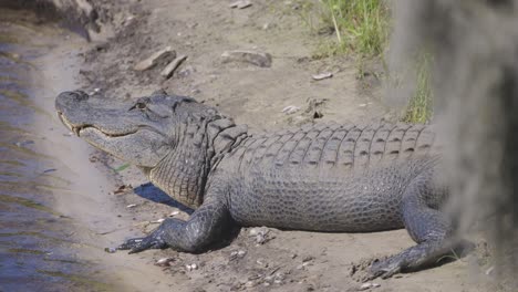 un cocodrilo parpadeando mientras está sentado en una playa de arena cerca del agua