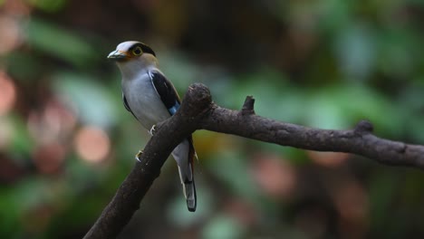 seen perched on a branch with an insect in its mouth to be delivered to its nestlings, silver-breasted broadbill, serilophus lunatus, kaeng krachan national park, thailand