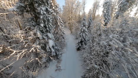 Betreten-Sie-An-Sonnigen-Wintertagen-Durch-Mattierte-Nadelwälder-In-Den-Wäldern-Von-Jorat,-Kanton-Waadt,-Schweiz