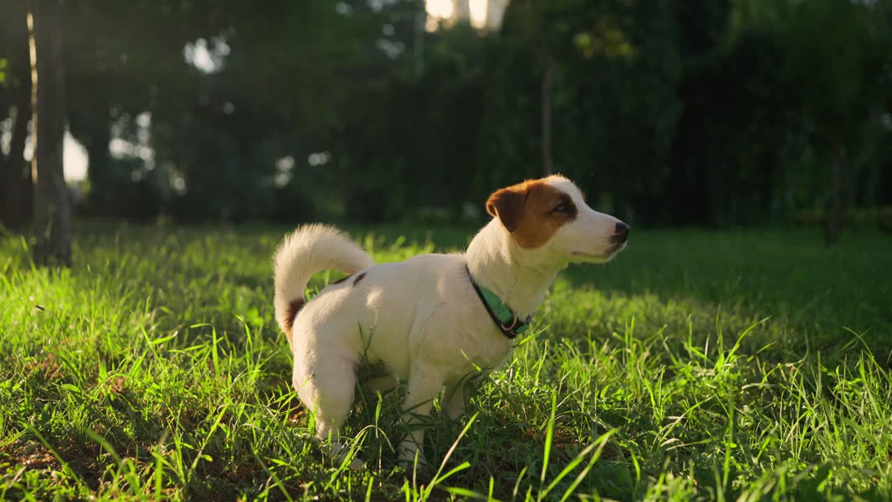 un lindo cachorro de jack russell terrier se sienta en la hierba, mirando hacia el lado.