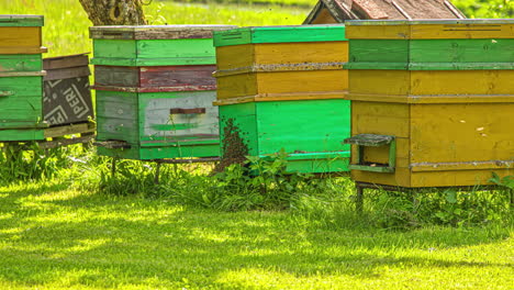 las abejas llenan el aire en el colmenar cerca de filas de colmenas de madera - lapso de tiempo