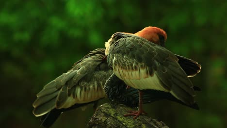 Cinematic-footage-of-two-big-birds-with-orange-heads-standing-on-a-tree-stump-cleaning-each-other-with-their-beacs