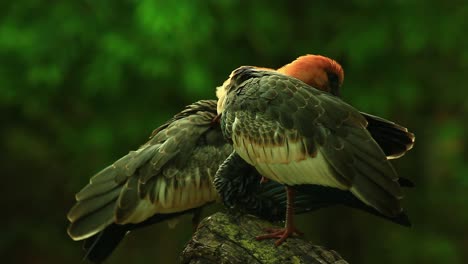 imágenes cinematográficas de dos grandes pájaros con cabezas anaranjadas de pie en un tronco de árbol limpiándose entre sí con sus picos